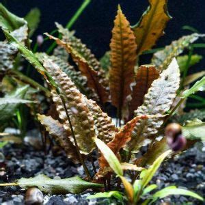 Cryptocoryne wendtii Care | Cryptocoryne wendtii for Sale Online | Freshwater aquarium plants ...