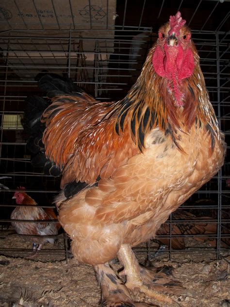 Buff Brahma Chickens - Brown Egg Laying Chicks | Cackle Hatchery