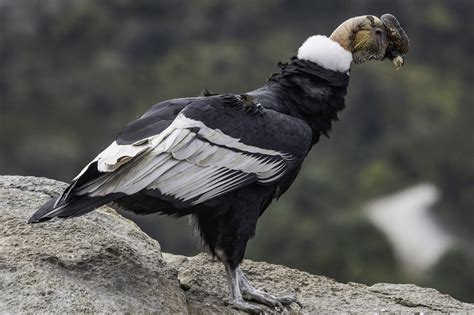 Andean Condor/ Condor des Andes/ Vultur gryphus – Coraves Birding Tours