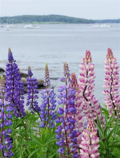 Lupine on Spruce Island Maine by wendimunson | Lupine flowers, Maine lupines, Nature art