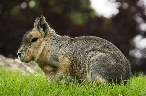 Definitive Guide To Patagonian Mara Facts, Habitat, Conservation Status ...