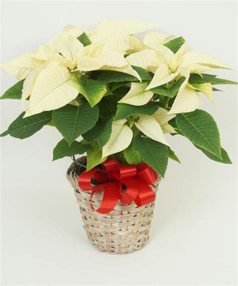 White Poinsettia 6 1/2 Inch