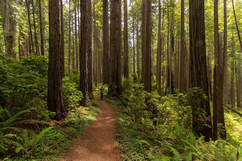 Redwood National + State Parks | Outdoor Project