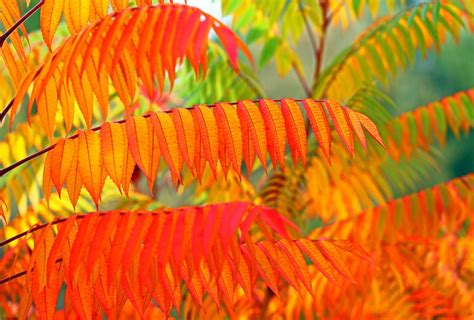 Flameleaf Sumac Seeds - 30 Seeds - Stunning Fall Colors - Shining Suma – Curranfarms