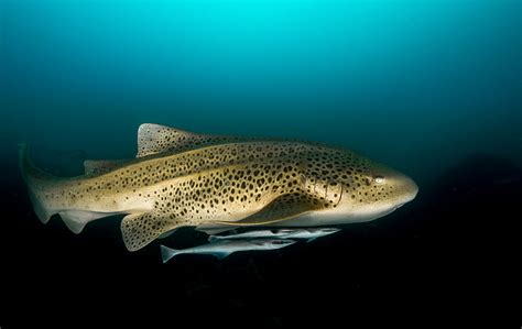 6 Unique Marine Animals Found on Australia’s East Coast