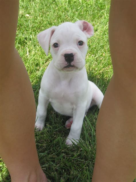 Emma. #Boxers #White Boxers White Boxer Puppies, English Bulldog Puppies, Cute Dogs And Puppies ...