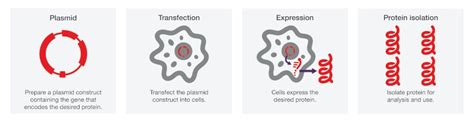 Transfection Applications | Thermo Fisher Scientific - IN