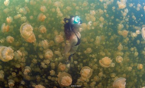 Snorkeling in Jellyfish Lake - Rock Islands Koror - Palau