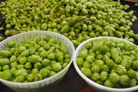 Tasmanian chemist looks at making beer from convict-grown hops, 220-year-old yeast from ...