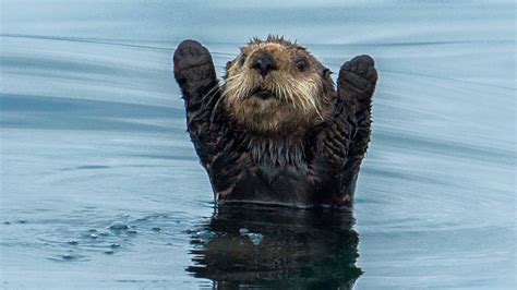 EmergenSea Otter (@EmergenSeaOtter) | Twitter | Cute animals, Funny ...