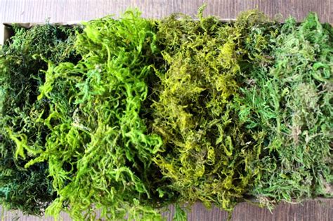 BULK Moss Preserved 10 pound box filled-Sphagnum Moss-Forest | Etsy