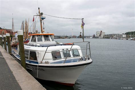 Harbor porpoises in the Flensburg Fjord in North Germany