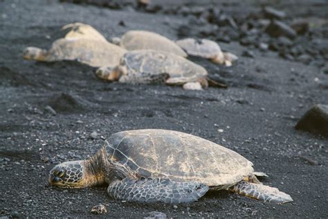 Black Sand Beach & Turtles on Big Island - The Elevated Moments