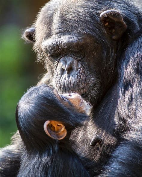 Portrait of a Baby Chimpanzee Stock Image - Image of face, child: 229507857