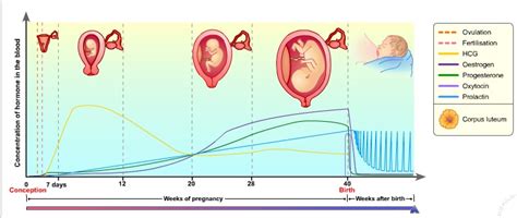 BIOLOGY FORM 6: HORMONES IN REPRODUCTION II