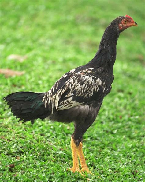 24 Stunning Black Chicken Breeds