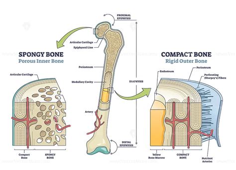 Spongy vs compact bone comparison with anatomical structure outline diagram - VectorMine