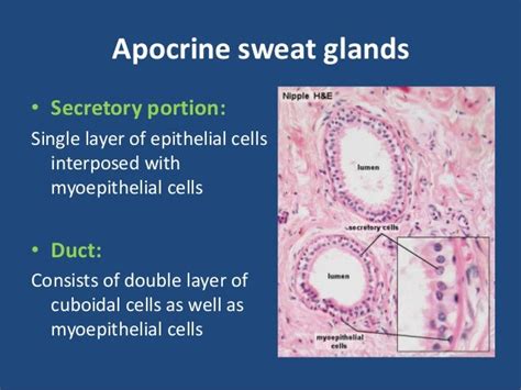 Anatomy & physiology of sweat glands, sebaceous