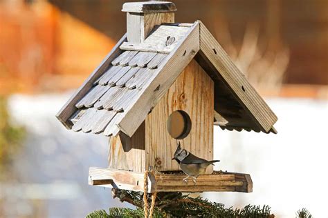 How To Build Winter Bird Shelters (Questions Answered)