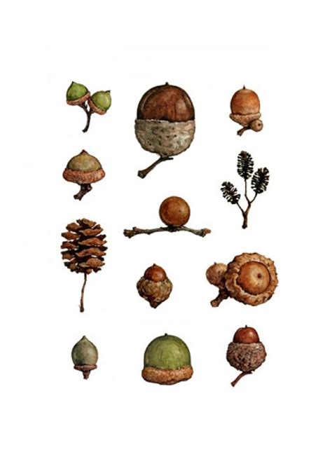 Acorns watercolor | Nature watercolor, Acorn painting, Botanical prints