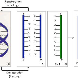 Nucleic acid hybridization. | Download Scientific Diagram