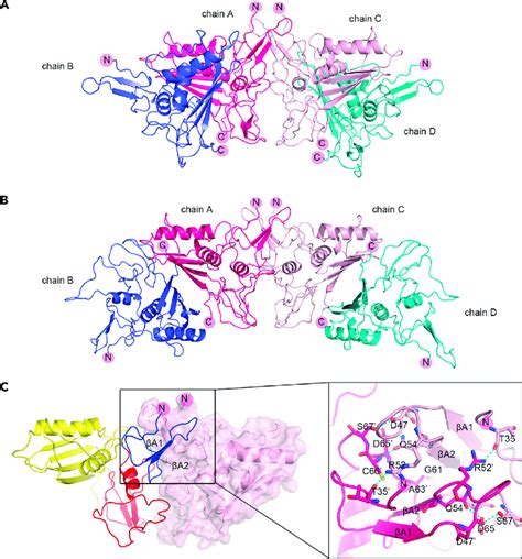 Structure of TROP-2-ECD tetramer (A) The structure of TROP-2-ECD ...