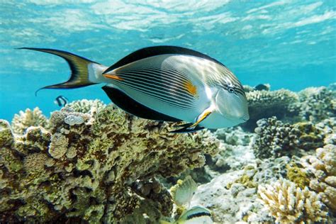 Surgeonfish | PetGuide