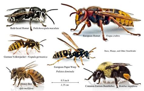 Bee Wasp Hornet Identification Chart