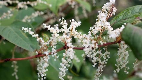 Japanese Knotweed may help to beat Lyme disease | News | The Times