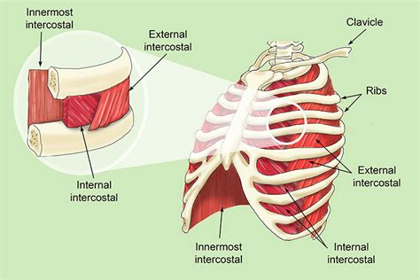 The intercostal muscles allow ribs to move while breathing