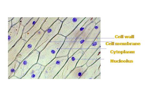 [DIAGRAM] Labeled Onion Cell Diagram - MYDIAGRAM.ONLINE