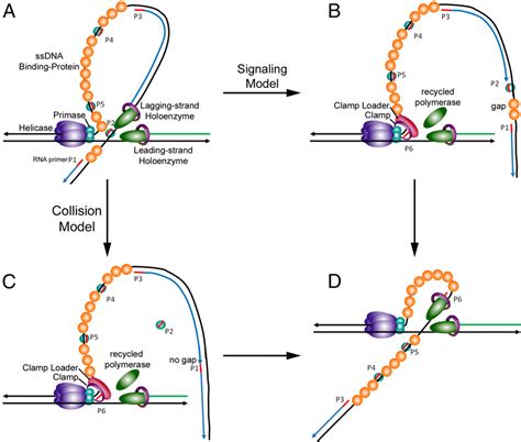 [PDF] RNA primer–primase complexes serve as the signal for polymerase recycling and Okazaki ...