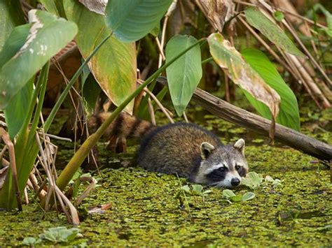 Florida Wildlife Photos -- National Geographic | Wildlife, Mammals, Animals