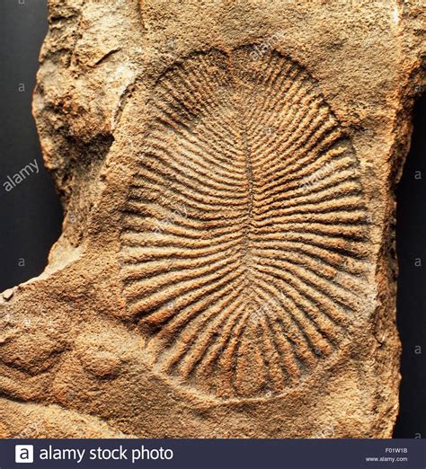 Ediacaran Period – Scienceandsf -A Blog Published by Robert A. Lawler