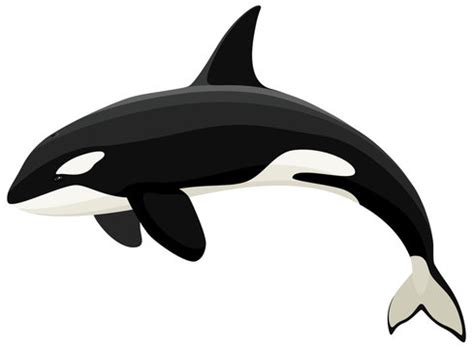 Orca Jumping Drawing