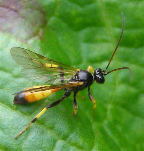 Ichneumon Wasp - Life and Opinions - Life and Opinions