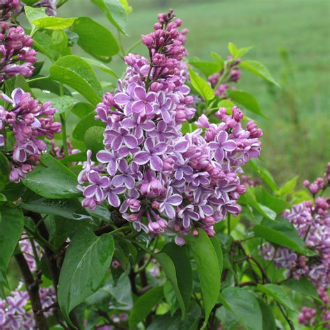 Syringa vulgaris 'Sensation' - Multiplants