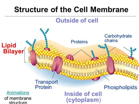 32 Label The Cell Membrane Structures - Label Design Ideas 2020