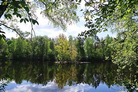 Online crop | HD wallpaper: forest, lake, waldsee, nature, water ...