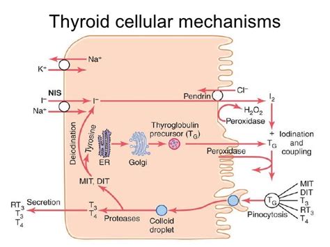 Science illustration, Thyroid hormone, Thyroid