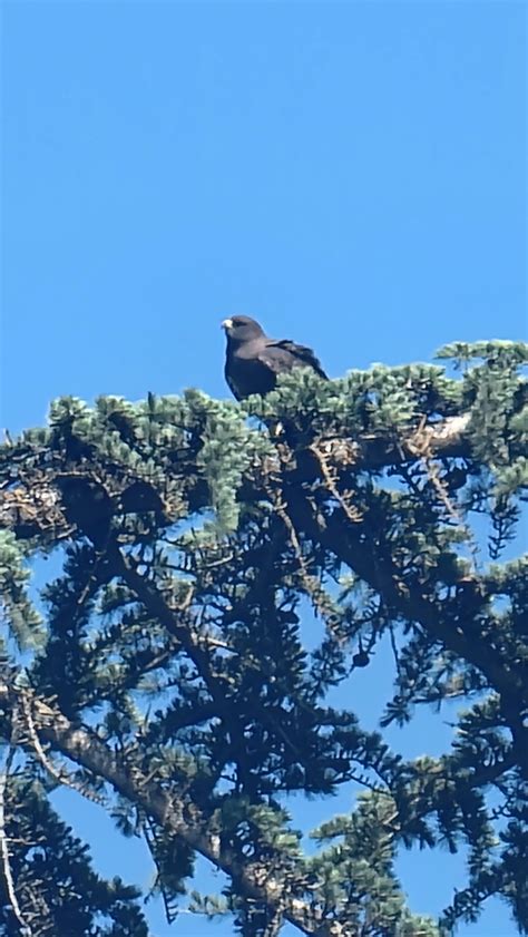 A BEAUTIFUL swainsons hawk nesting on my husband's route.... : r ...