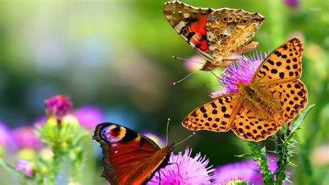 Live Butterfly Wallpapers - Wallpaper Cave