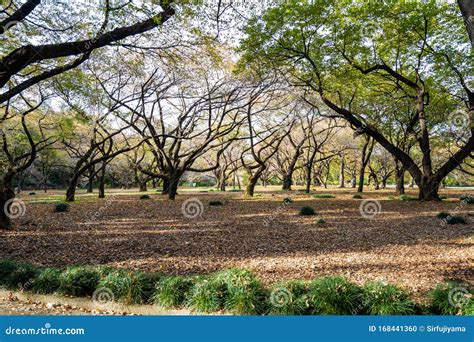 Autumn Leaves at Shinjuku Gyoen Park Stock Photo - Image of road, natural: 168441360