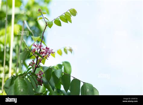 Carambola flower that is also known as Averrhoa carambola flower Stock Photo - Alamy