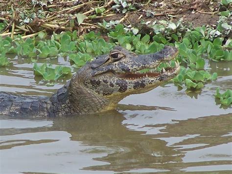 Yacare Caiman Facts and Pictures | Reptile Fact