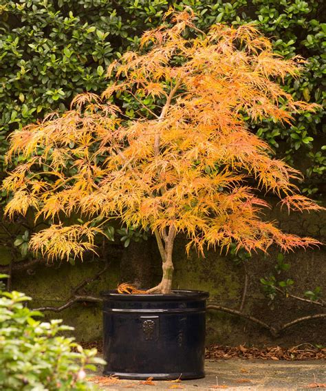 Japanese maple trees care and growing guide | Homes & Gardens