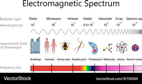 Electromagnetic spectrum diagram Royalty Free Vector Image