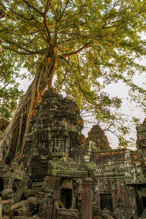 Ta Prohm, Angkor's Jungle Temple