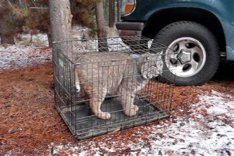 Dragyn's Fyre Designs: Starting the new bobcat habitat, finally!