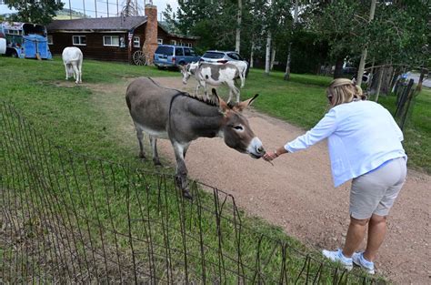 PHOTOS: The Donkeys of Cripple Creek | Multimedia | gazette.com